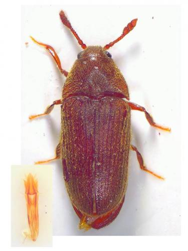 Trixagus leseigneuri
